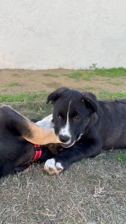 Enlarge Skittles, a ADOPTABLE mixed breed in Sun Valley, CA video 3/5