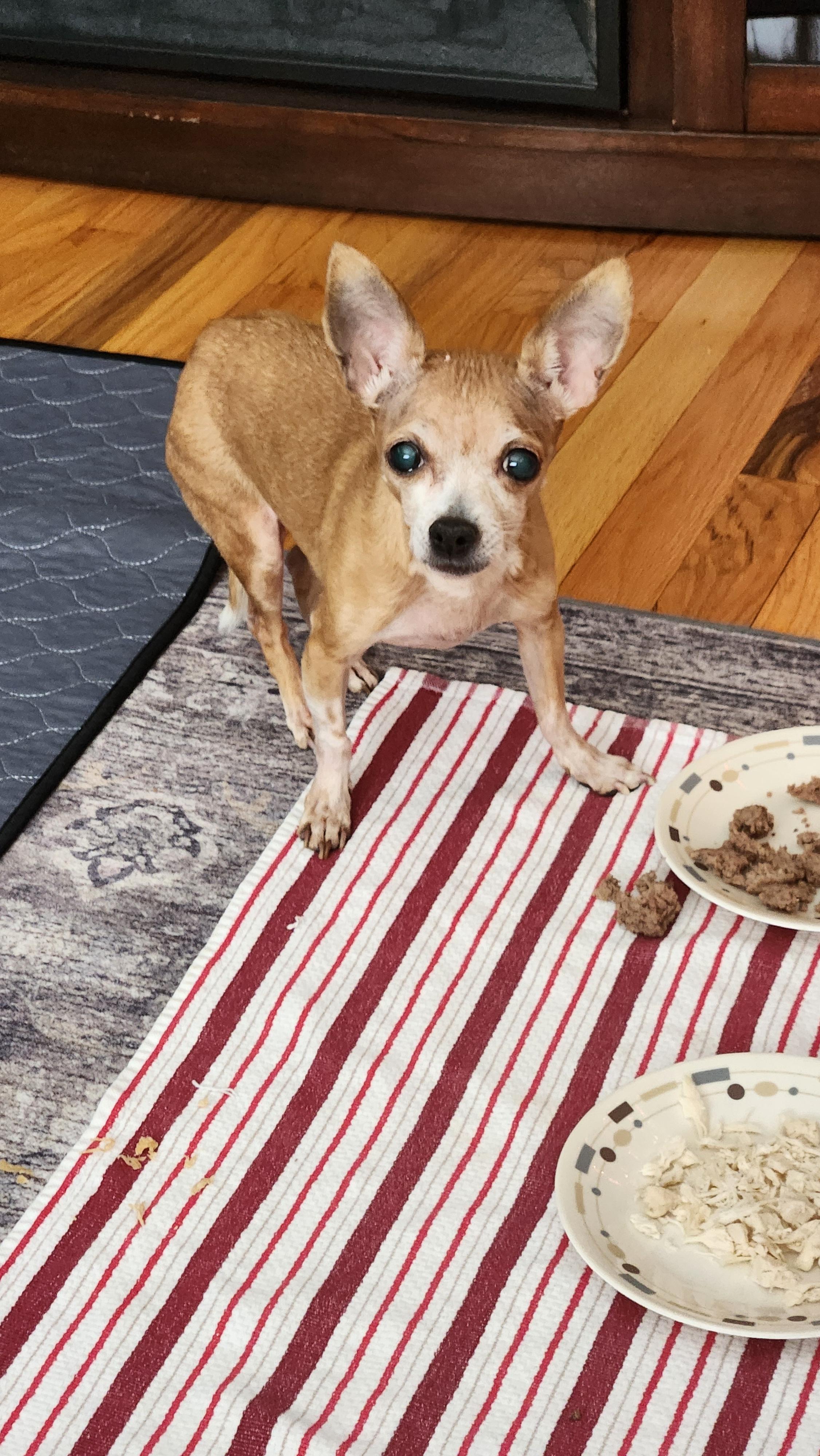 Enlarge Happy, a Adoptable Chihuahua in Troy, MI image 1/5