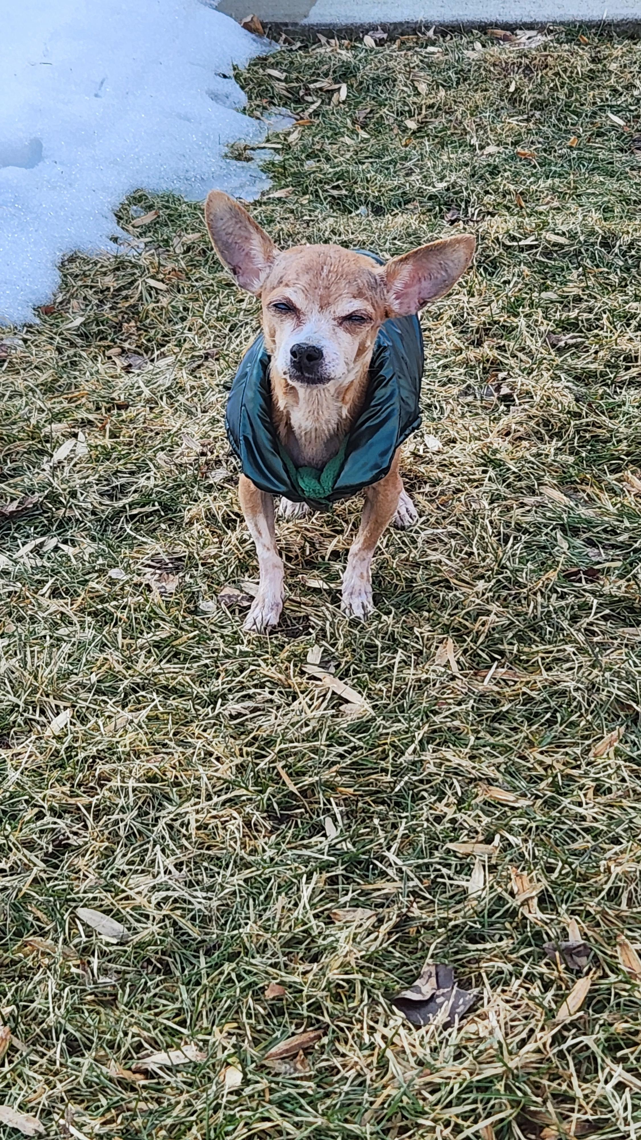 Enlarge Happy, a Adoptable Chihuahua in Troy, MI image 2/5