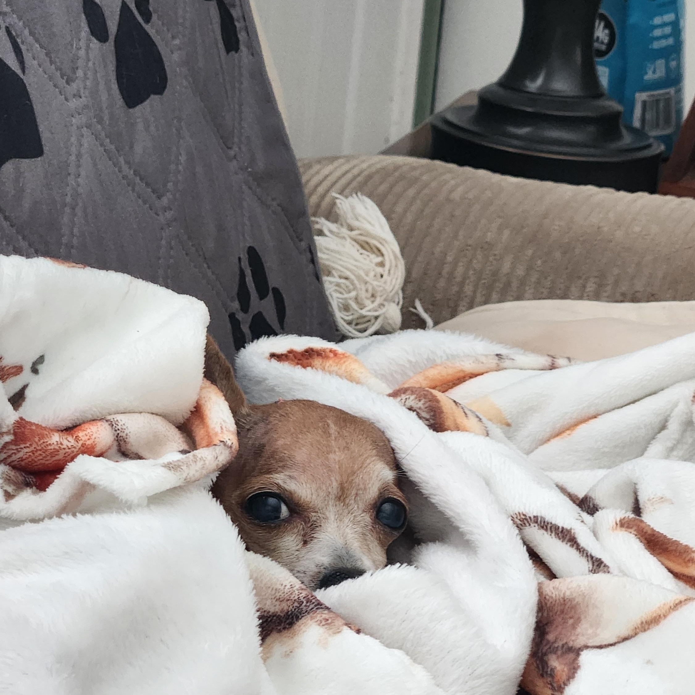 Enlarge Happy, a Adoptable Chihuahua in Troy, MI image 2/5