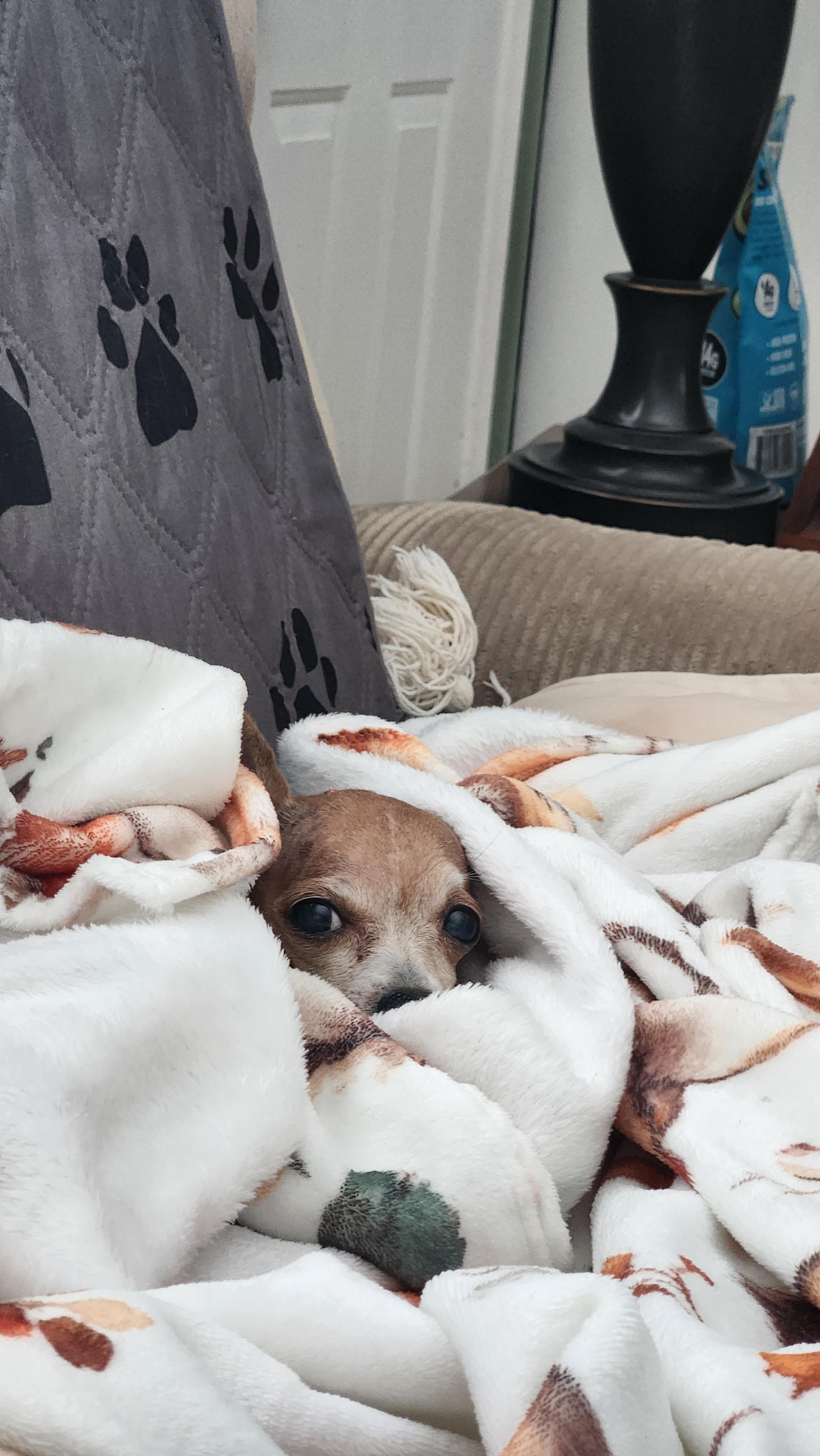 Enlarge Happy, a Adoptable Chihuahua in Troy, MI image 3/5