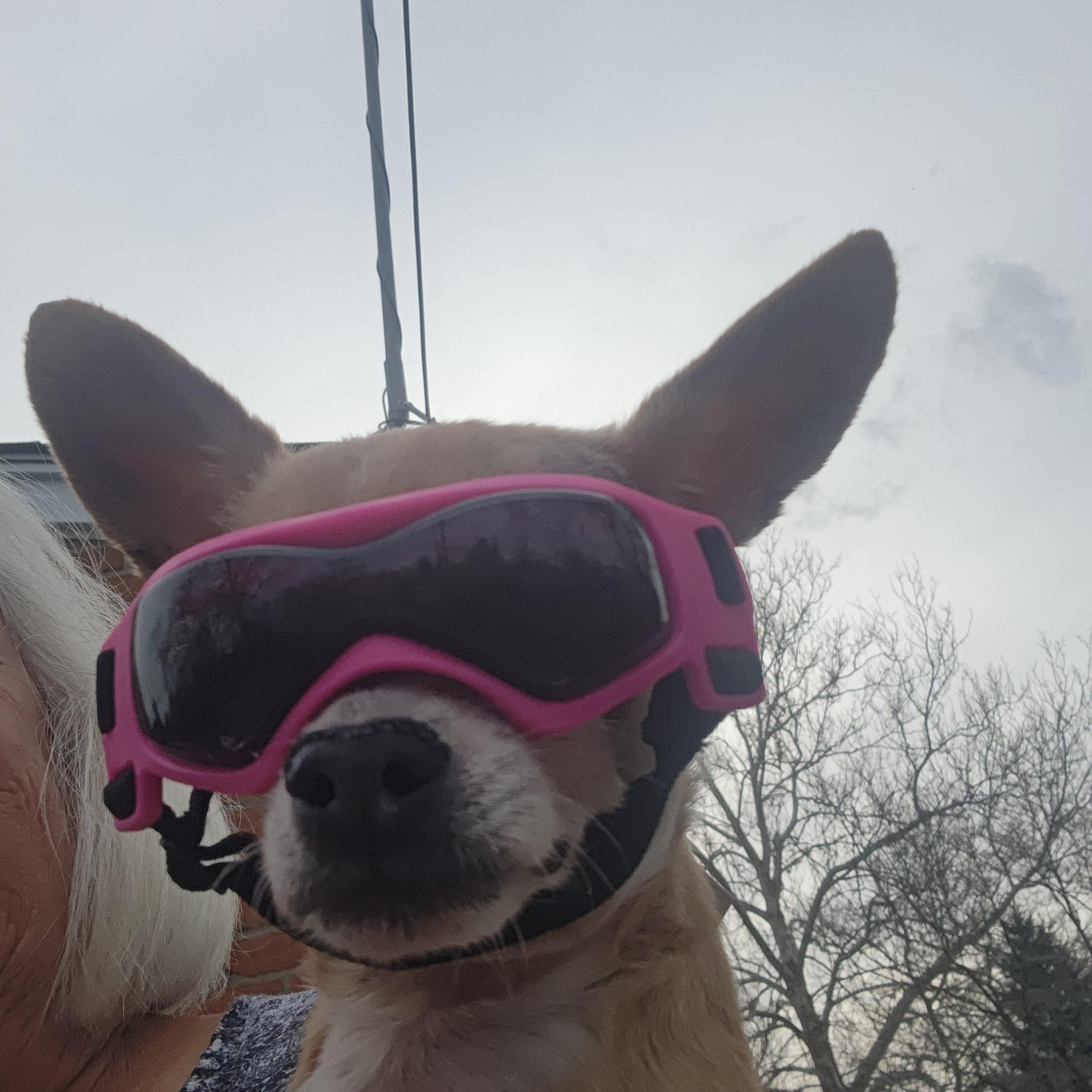 Happy, a Adoptable Chihuahua in Troy, MI image 6/6