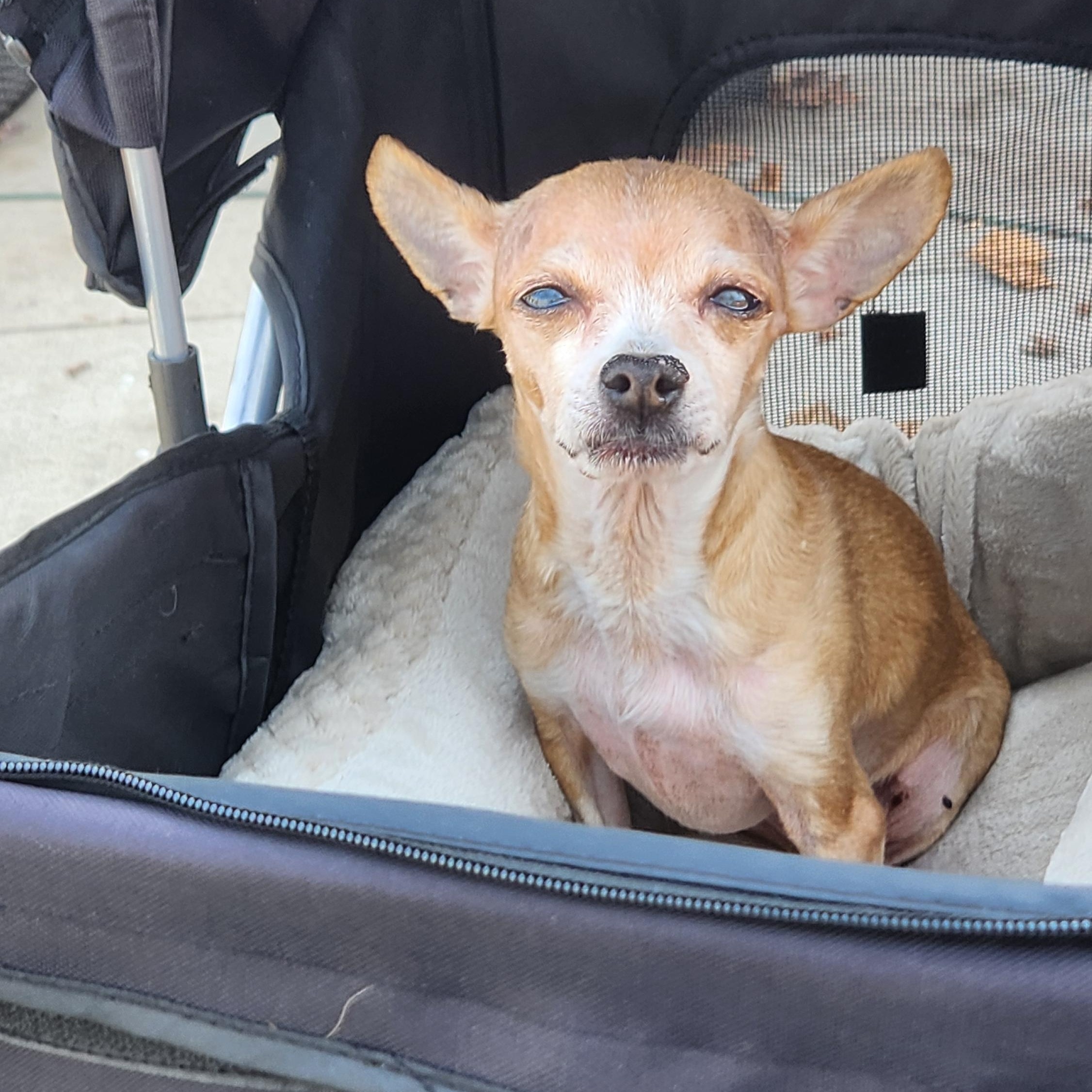 Happy, a Adoptable Chihuahua in Troy, MI image 1/6