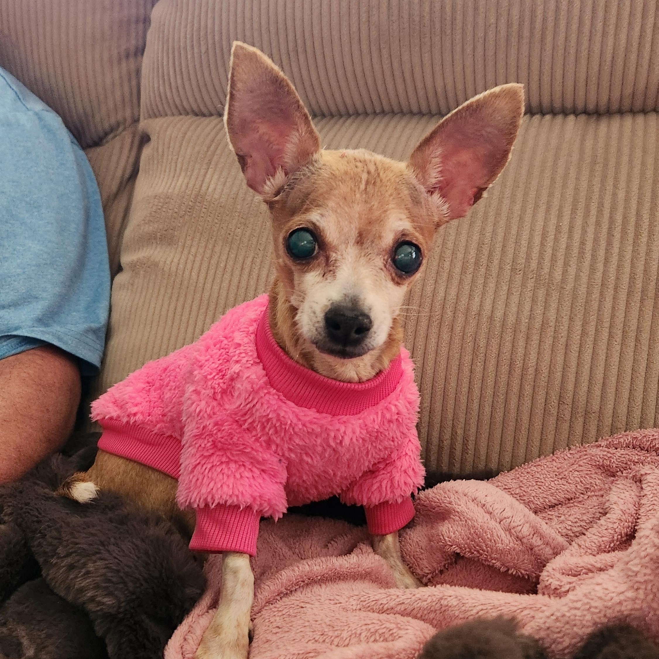 Happy, Adoptable, Senior Female Chihuahua.