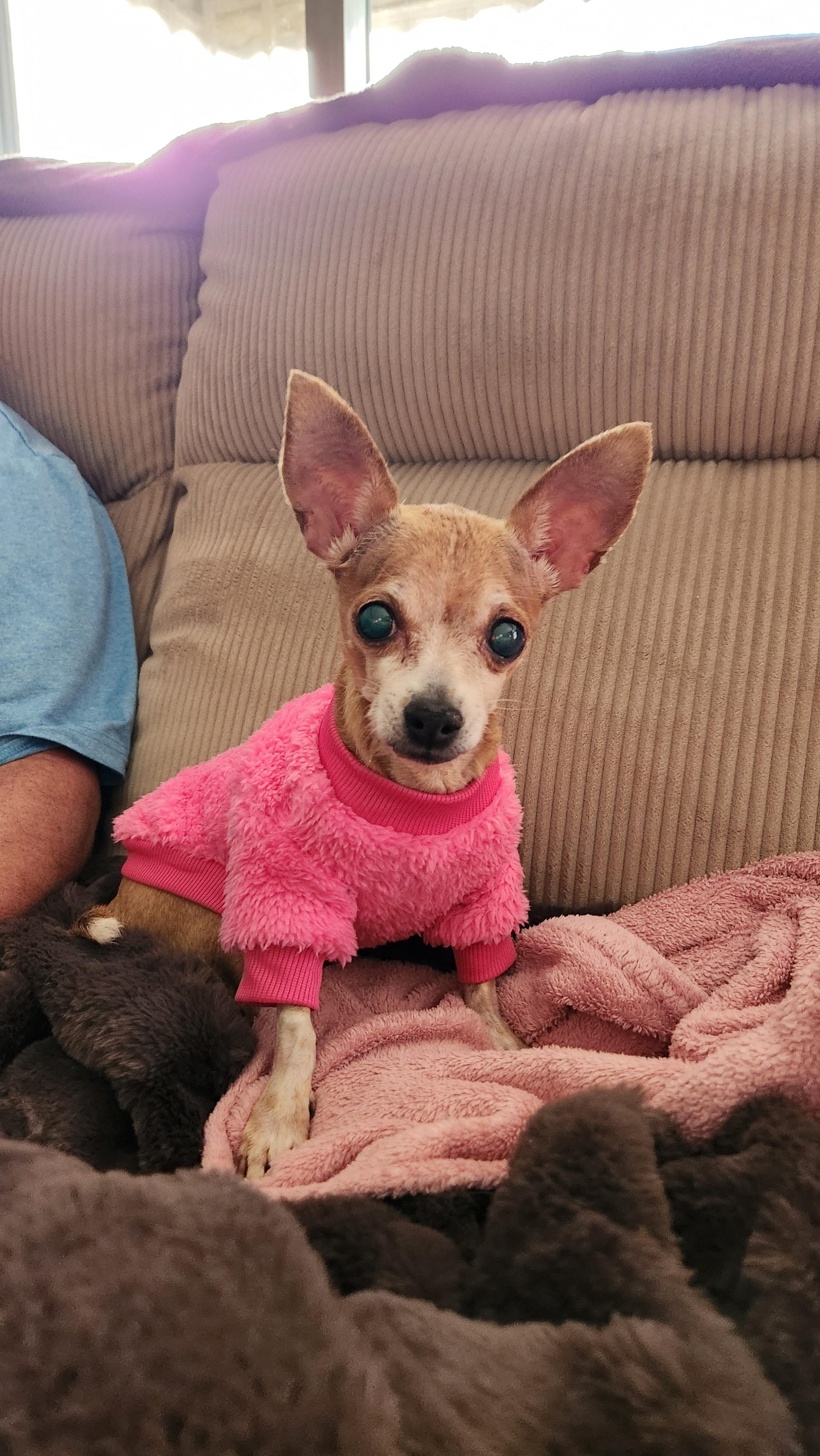 Enlarge Happy, a Adoptable Chihuahua in Troy, MI image 4/5