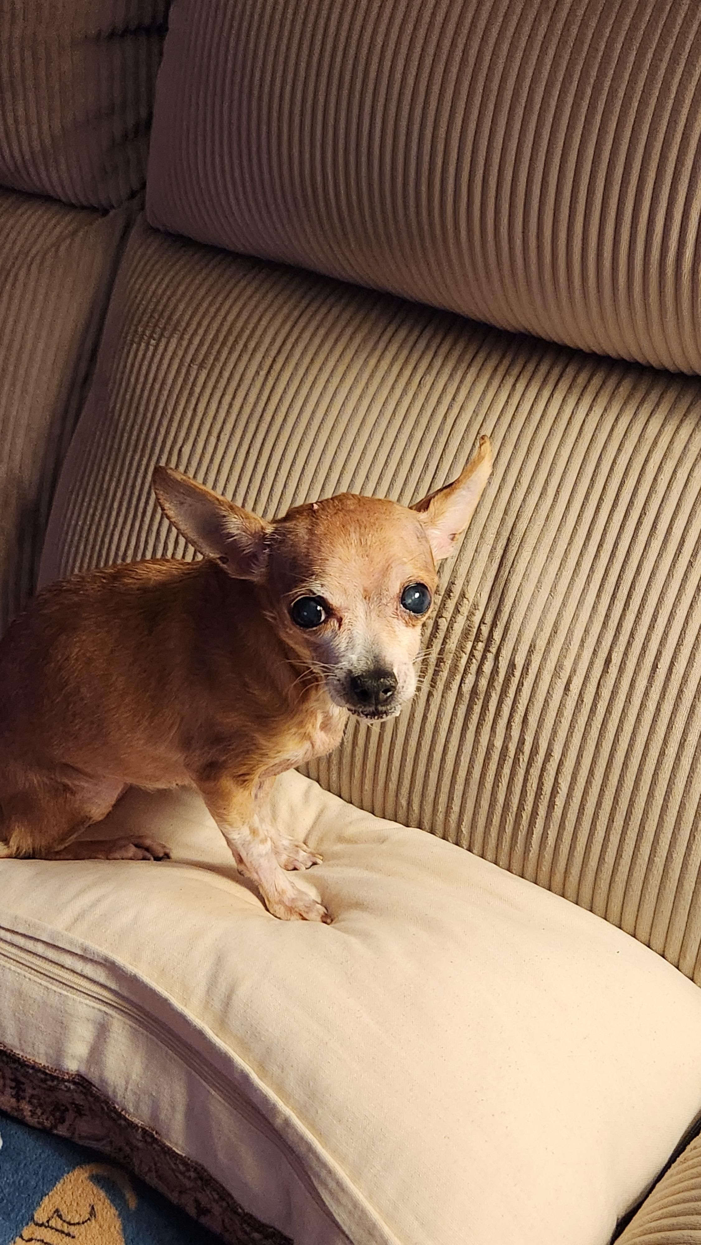 Enlarge Happy, a Adoptable Chihuahua in Troy, MI image 5/5