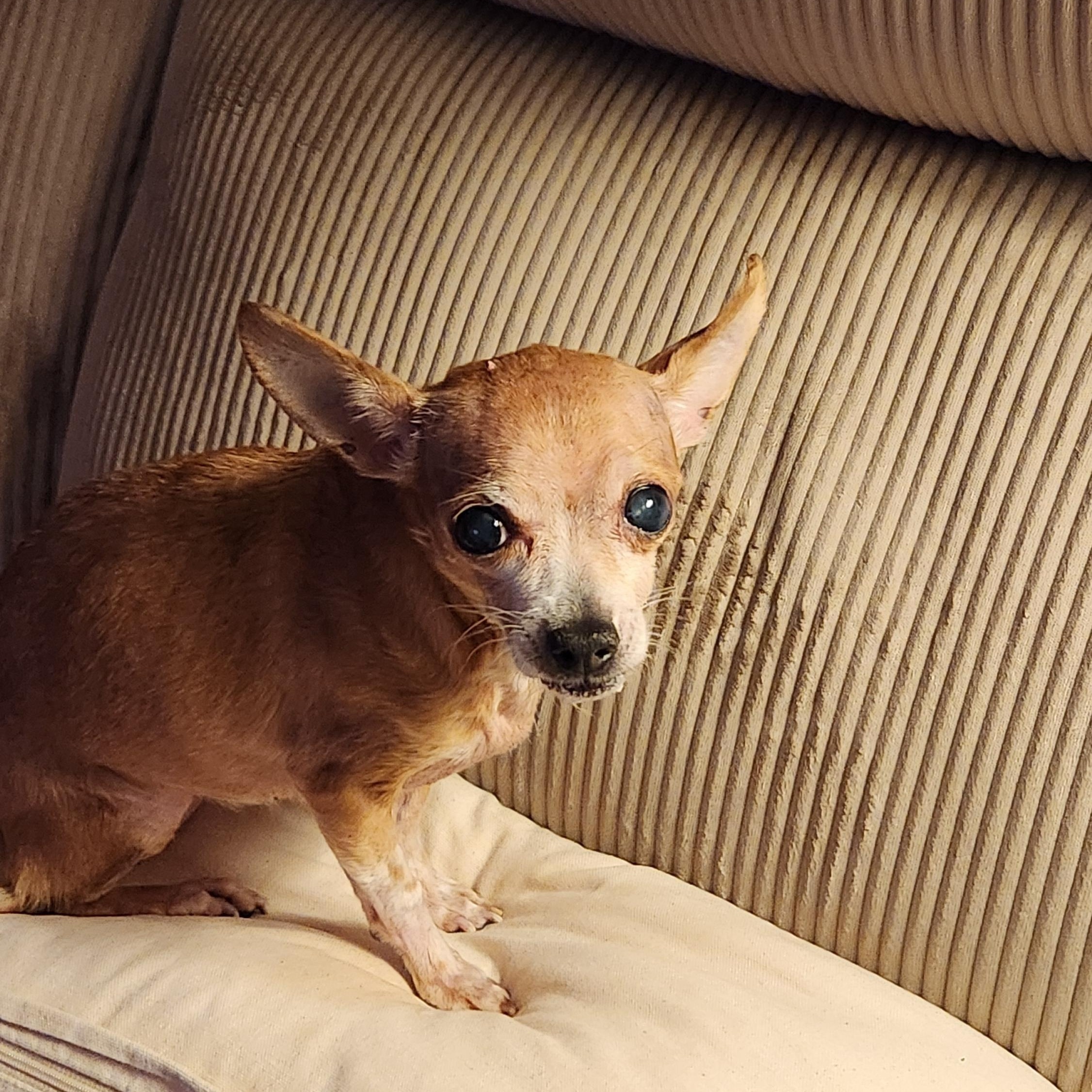 Enlarge Happy, a Adoptable Chihuahua in Troy, MI image 3/5