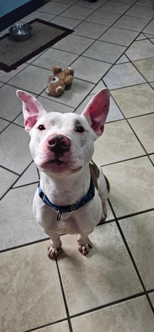 Enlarge STITCH, a Adoptable Pit Bull Terrier in Du Quoin, IL image 1/2