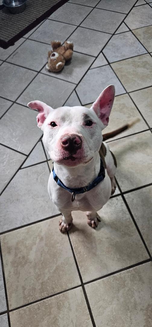 Enlarge STITCH, a Adoptable Pit Bull Terrier in Du Quoin, IL image 2/2