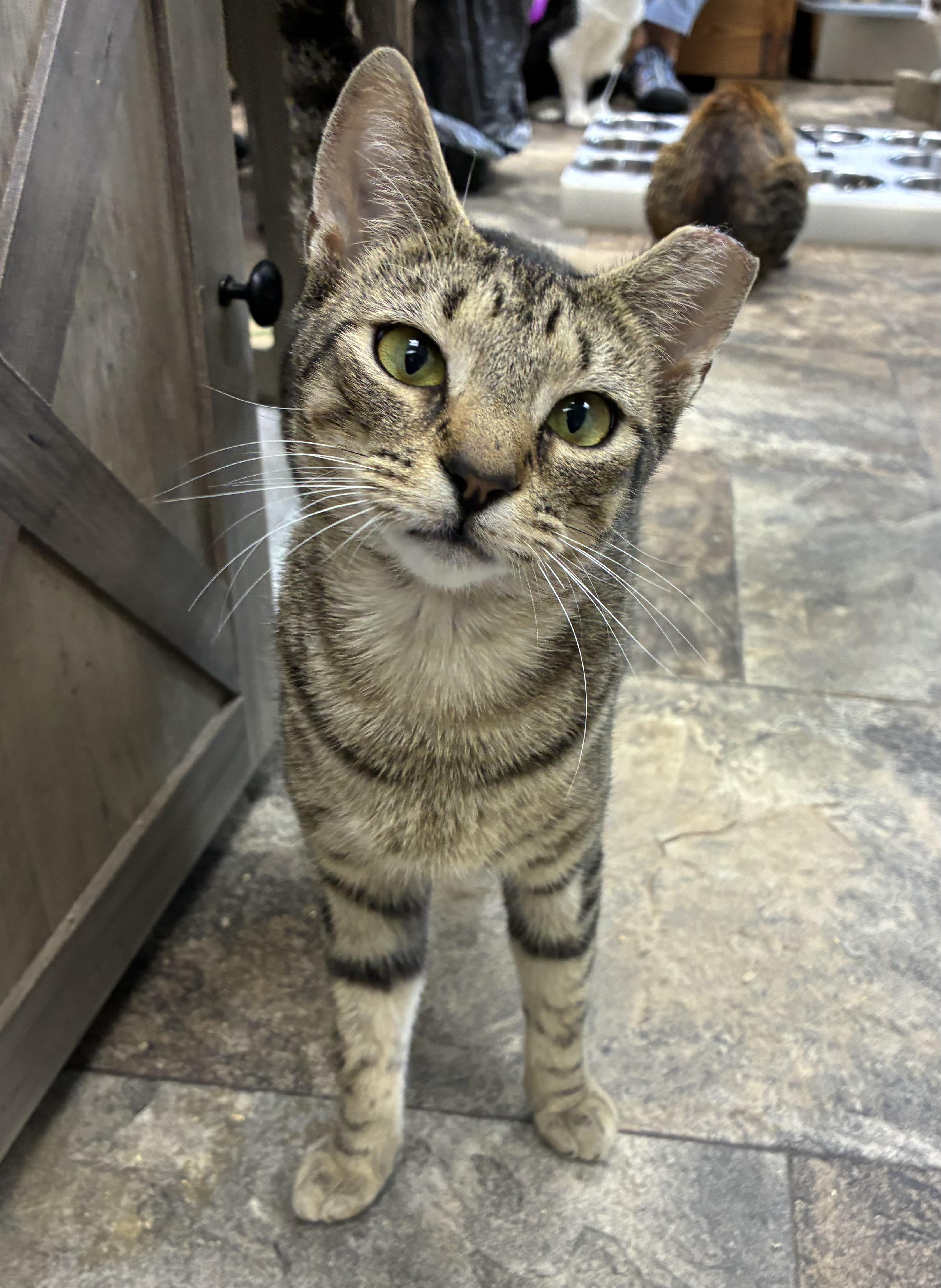 Enlarge Vignette, a ADOPTABLE Domestic Short Hair in Breinigsville, PA image 1/3