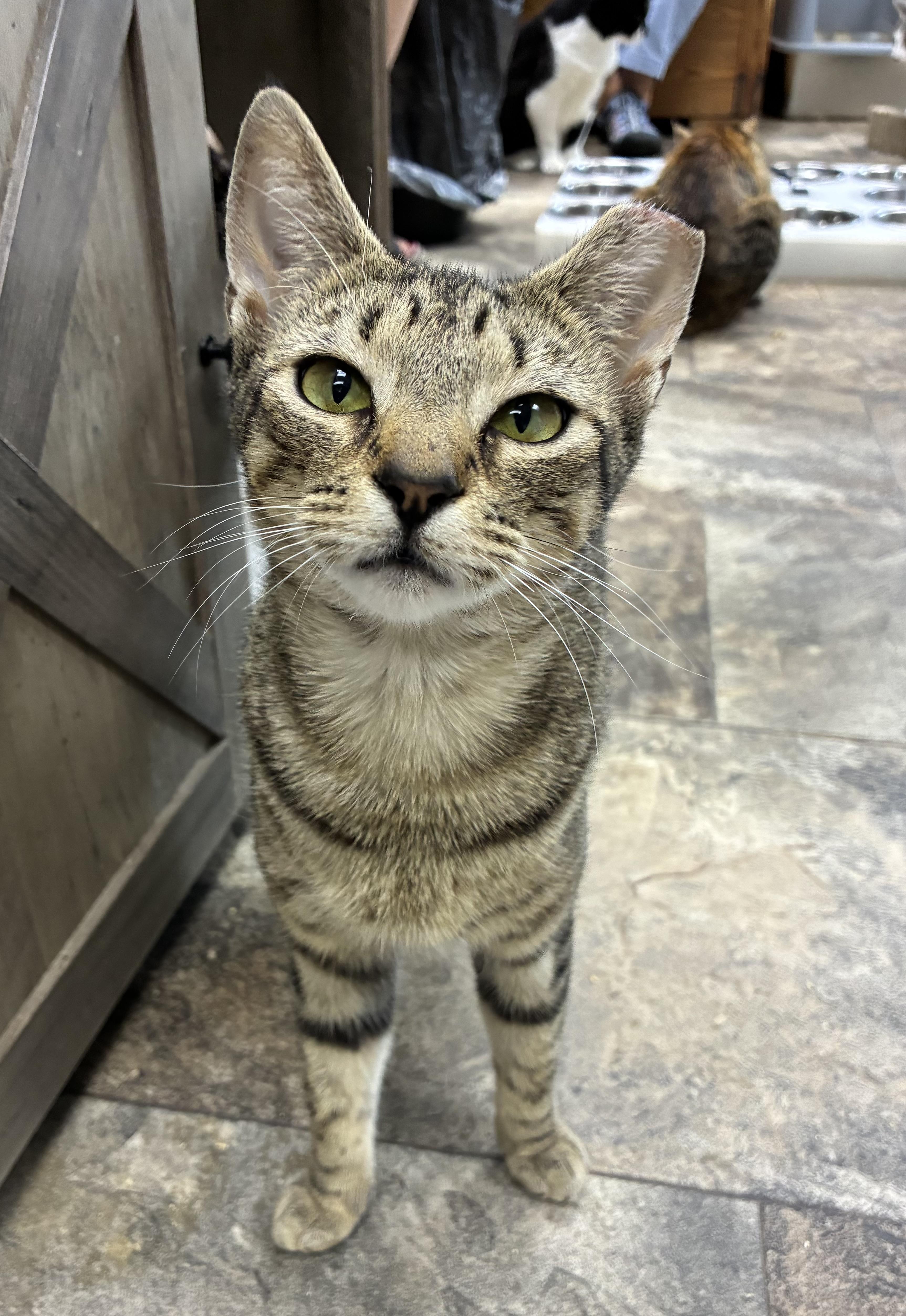 Enlarge Vignette, a ADOPTABLE Domestic Short Hair in Breinigsville, PA image 3/3
