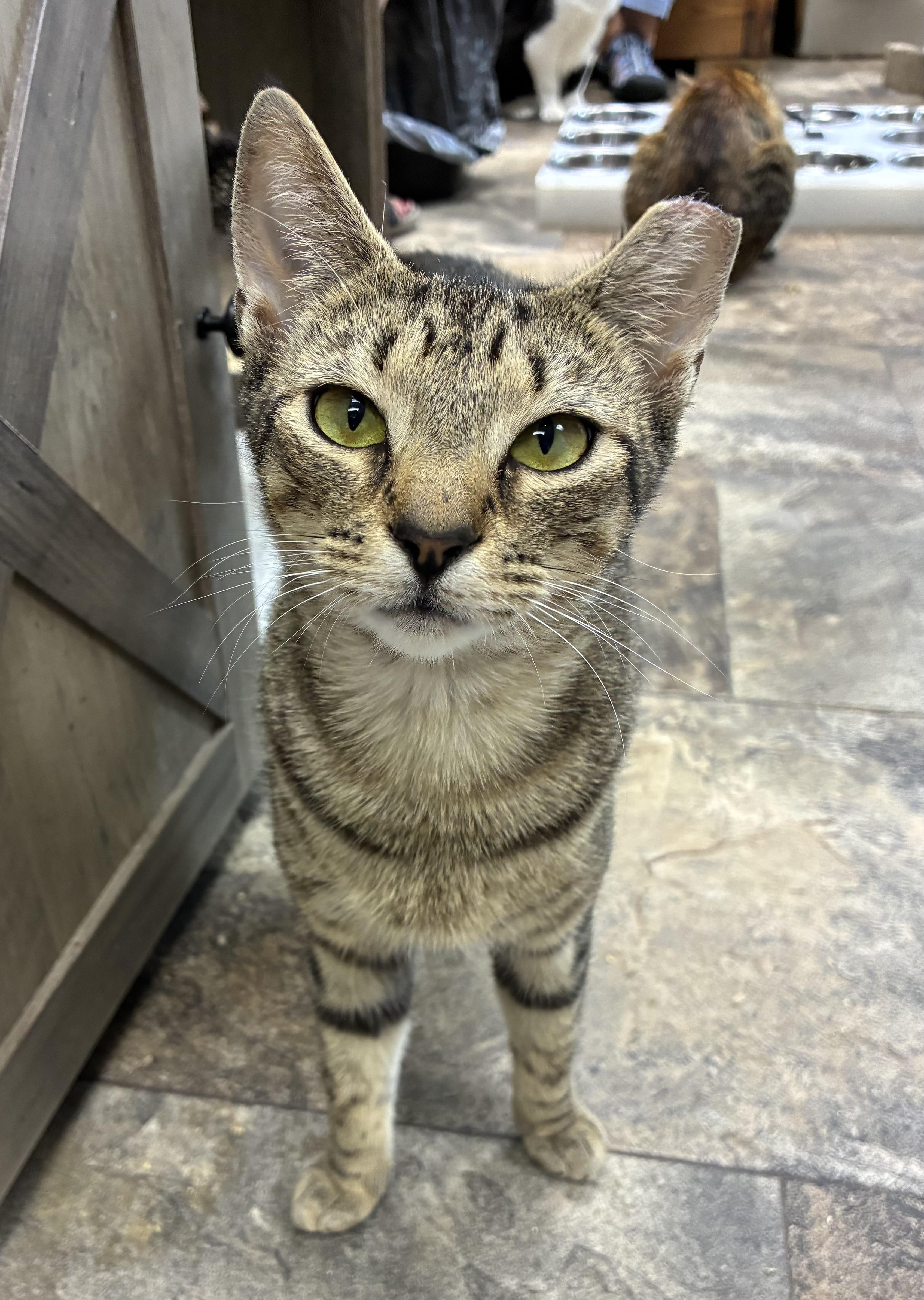 Enlarge Vignette, a ADOPTABLE Domestic Short Hair in Breinigsville, PA image 2/3