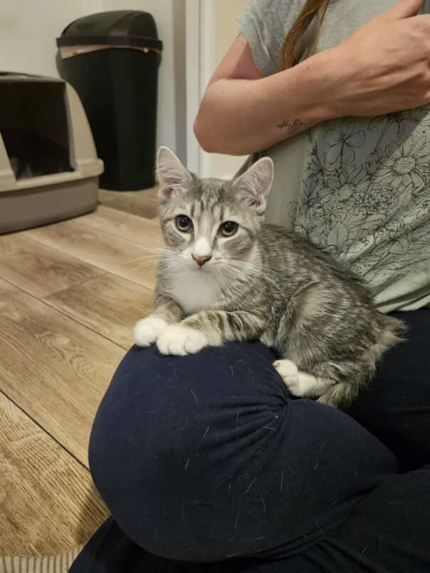 Enlarge Schnitzel, a Adoptable Domestic Short Hair in Red Hook, NY image 2/5