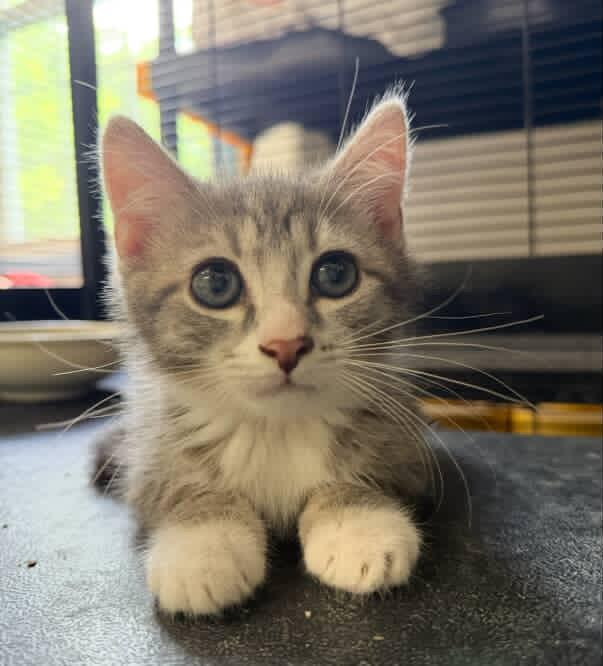 Enlarge Schnitzel, a Adoptable Domestic Short Hair in Red Hook, NY image 4/5