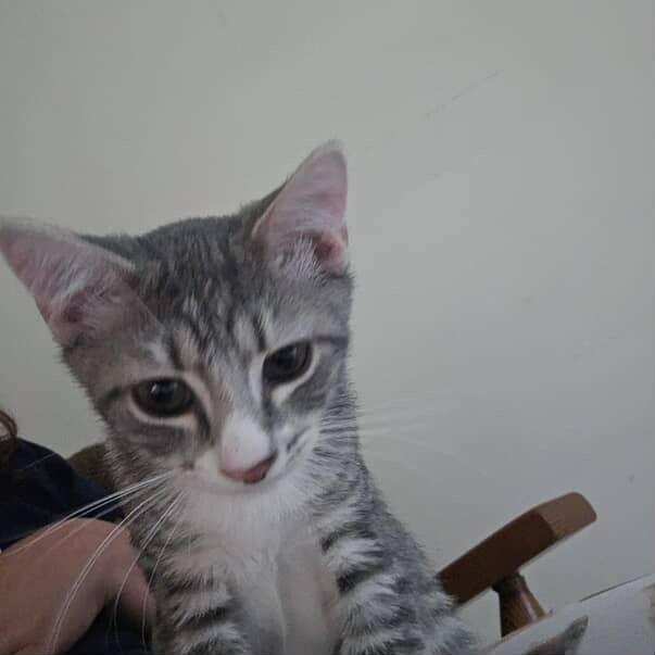 Enlarge Schnitzel, a Adoptable Domestic Short Hair in Red Hook, NY image 5/5