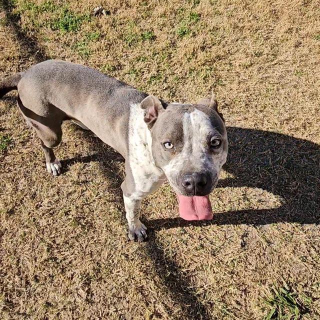 A010841, Adoptable, Young Female Pit Bull Terrier & Mixed Breed.