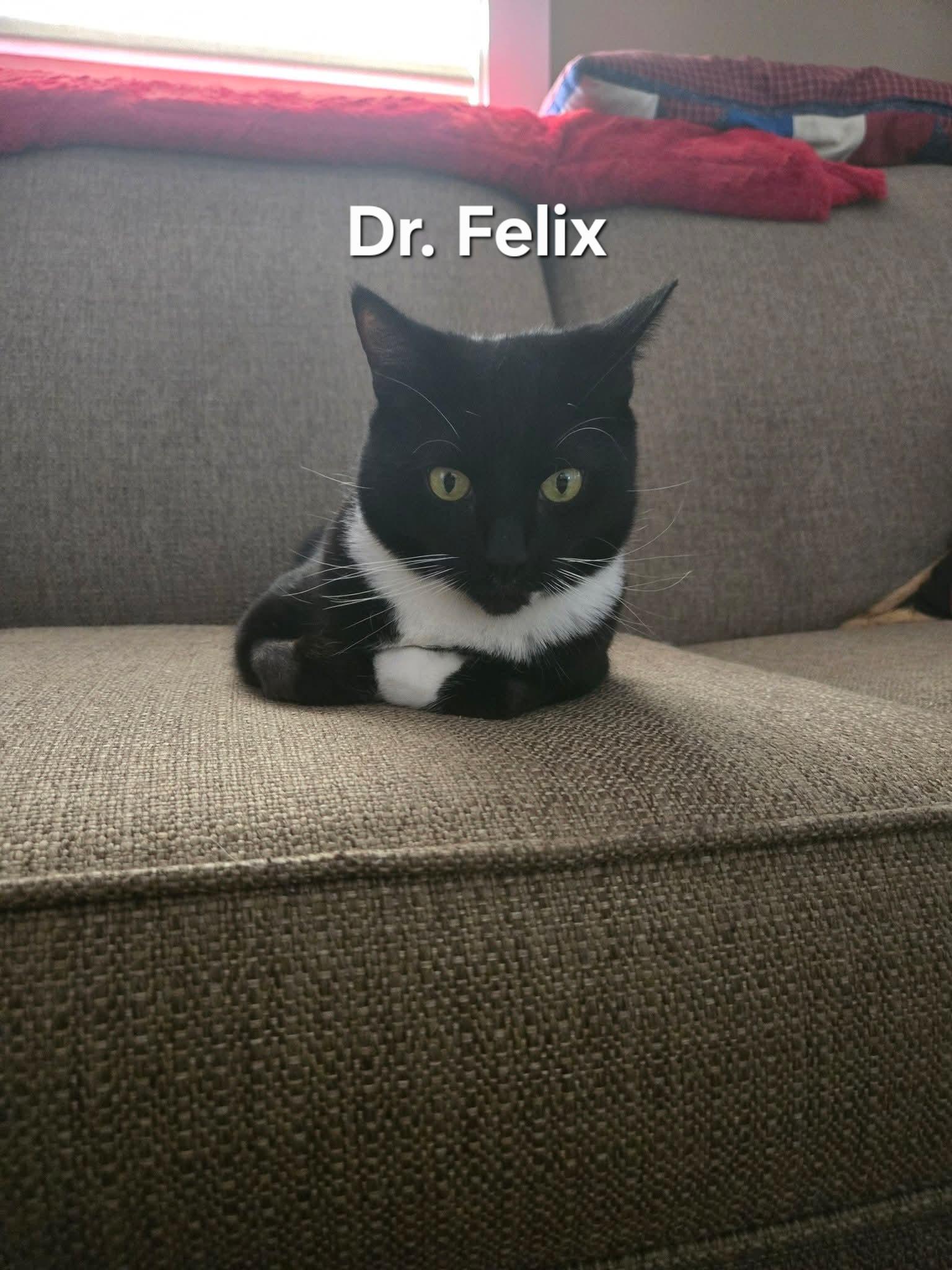 Dr. Felix, ADOPTABLE, Adult Male Domestic Short Hair.