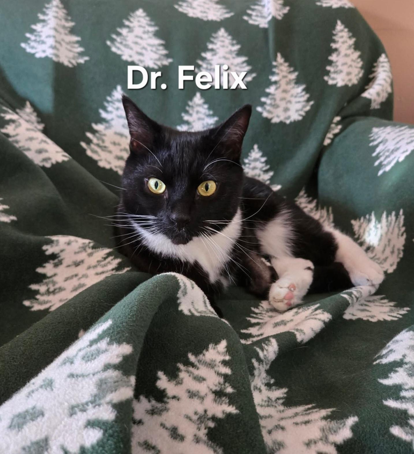 Enlarge Dr. Felix, a ADOPTABLE Domestic Short Hair in Chicopee, MA image 2/2