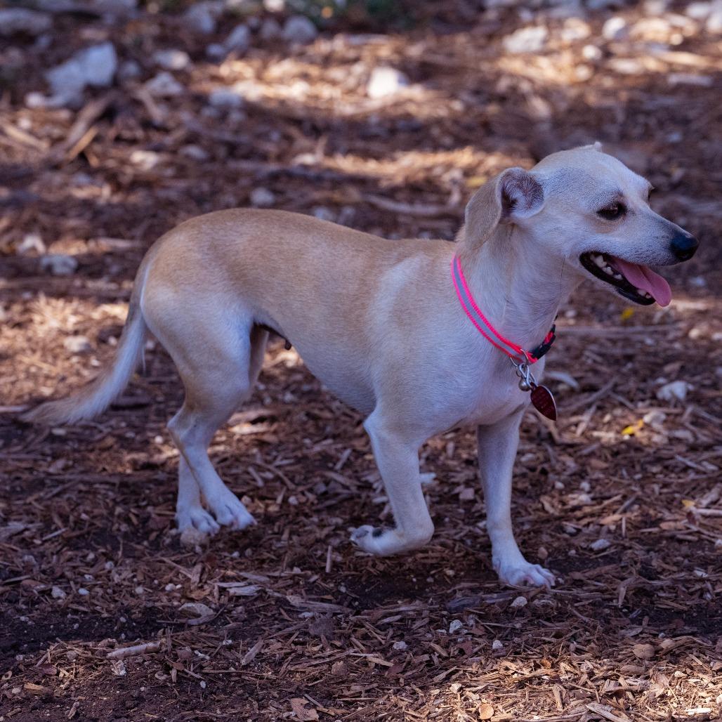 Dottie, a Adoptable mixed breed in Wimberley, TX image 1/6