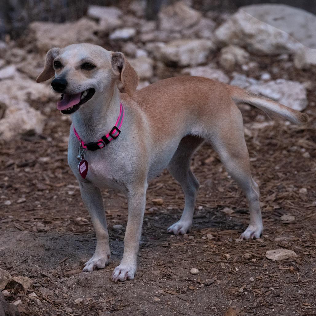 Dottie, a Adoptable mixed breed in Wimberley, TX image 2/6