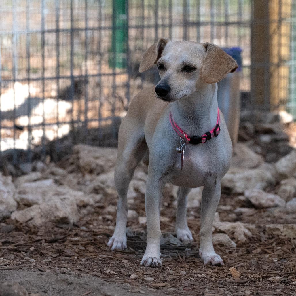 Dottie, a Adoptable mixed breed in Wimberley, TX image 3/6