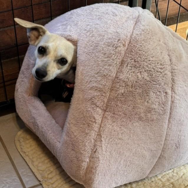 Dottie, a Adoptable mixed breed in Wimberley, TX image 4/6