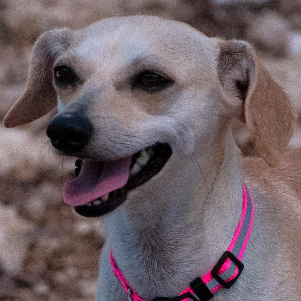 Dottie, a Adoptable mixed breed in Wimberley, TX image 5/6