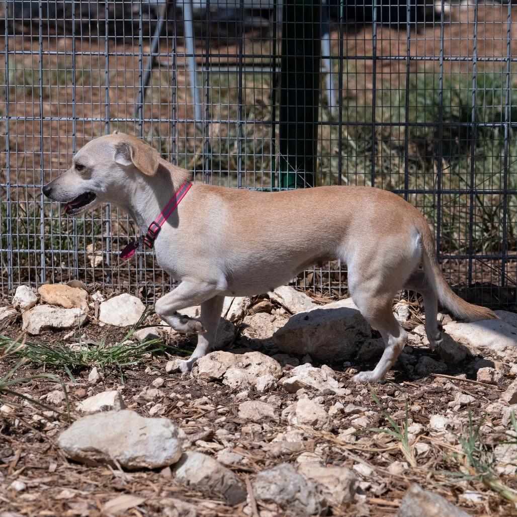 Dottie, a Adoptable mixed breed in Wimberley, TX image 6/6