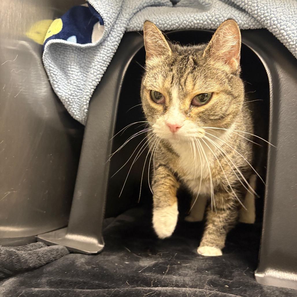 Enlarge Mia, a Adoptable Domestic Short Hair in Spokane, WA image 1/1