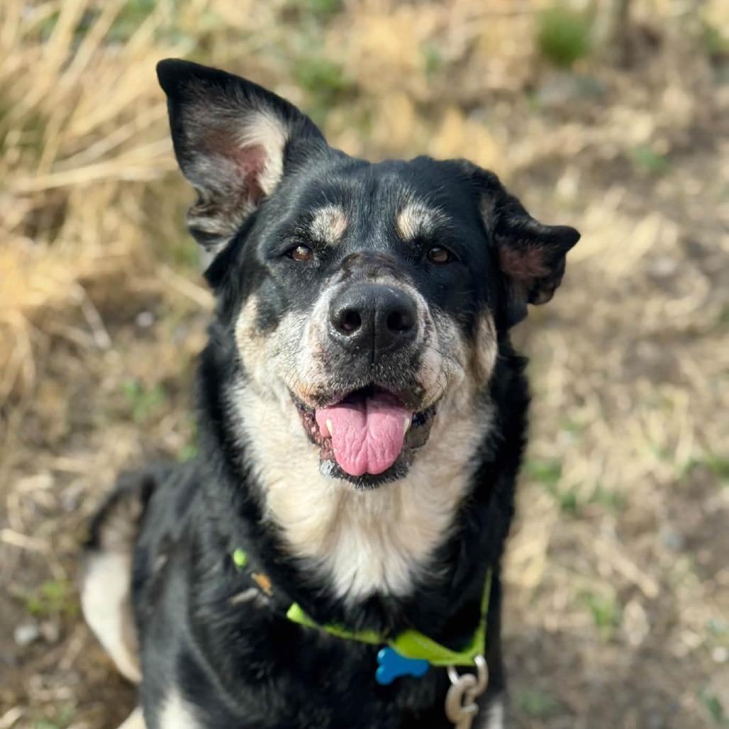 Enlarge Maisey, a Adoptable mixed breed in Tacoma, WA image 1/1