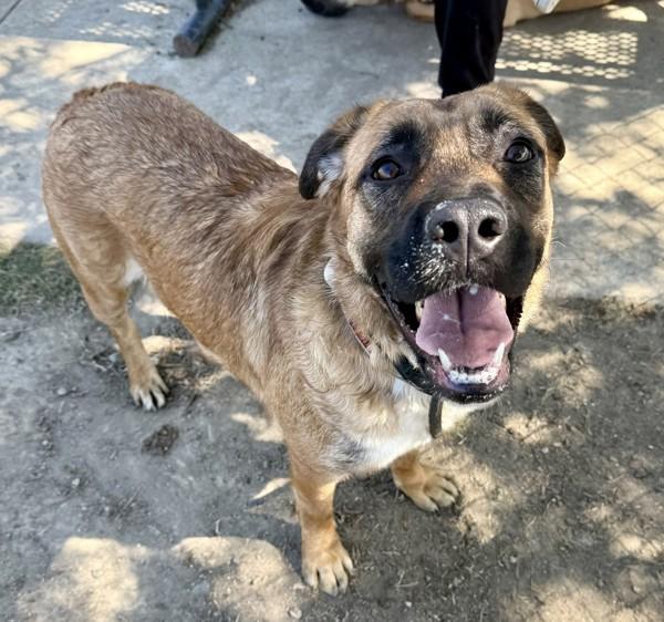 Bonnie, Adoptable, Adult Female Shepherd.