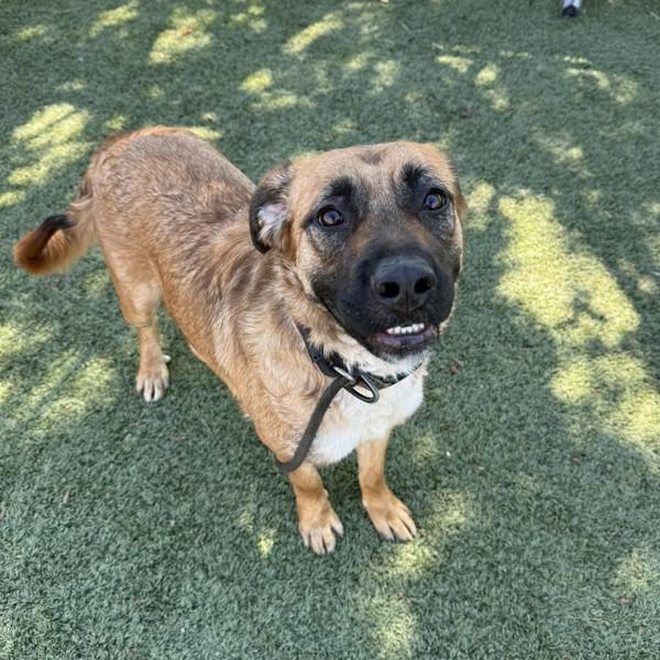 Bonnie, Adoptable, Adult Female Shepherd.