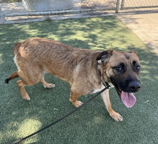 Bonnie, a Adoptable mixed breed in Tulare, CA image 5/6