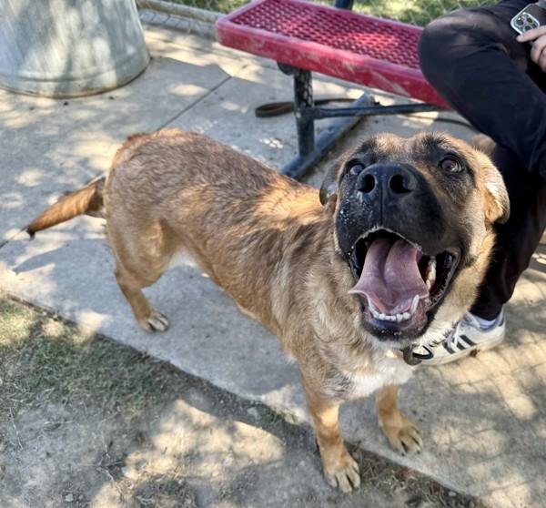 Bonnie, a Adoptable mixed breed in Tulare, CA image 3/6
