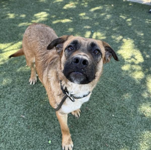 Bonnie, a Adoptable mixed breed in Tulare, CA image 5/6