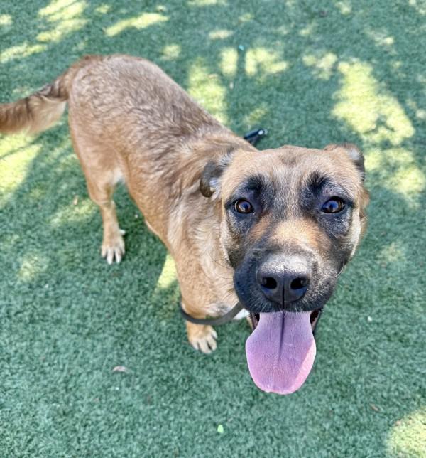 Bonnie, a Adoptable mixed breed in Tulare, CA image 6/6