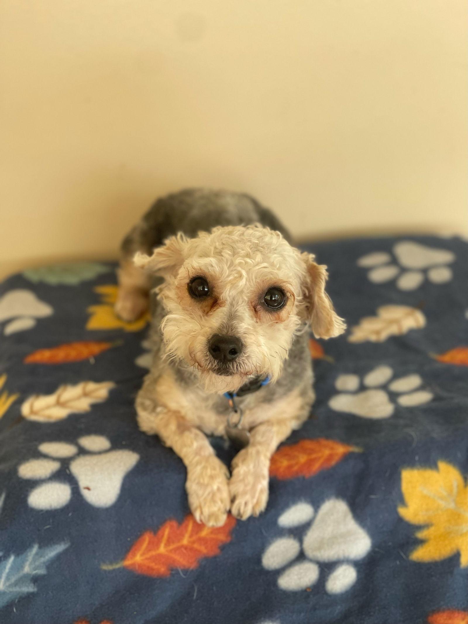 Dv  Corduroy thumbnail 2