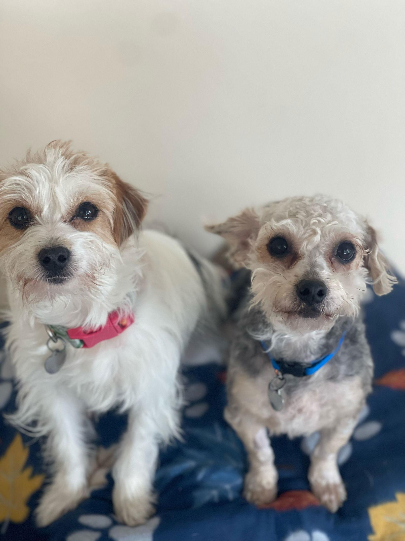 Dv  Corduroy thumbnail 3