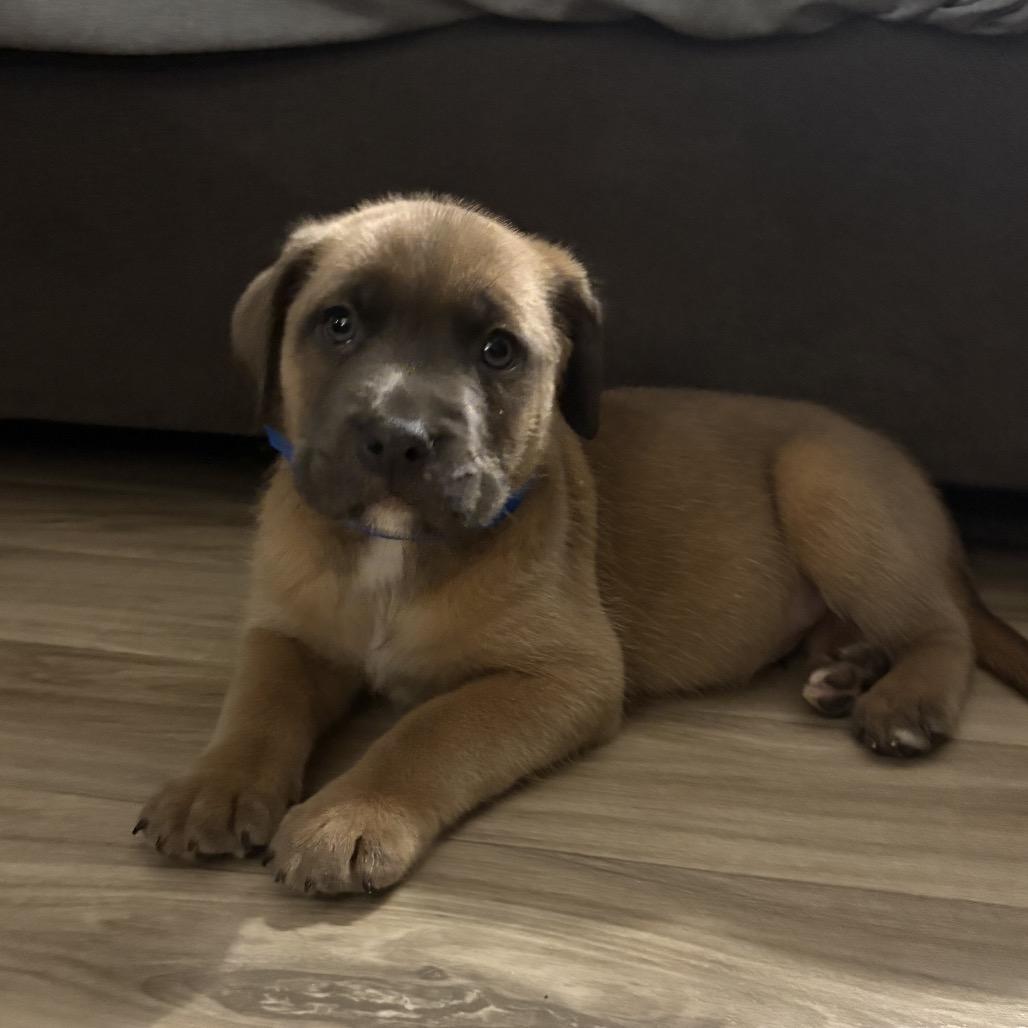 NY Varrick (Foster in Patterson NY), Adoptable, Puppy Male Retriever & Shepherd.