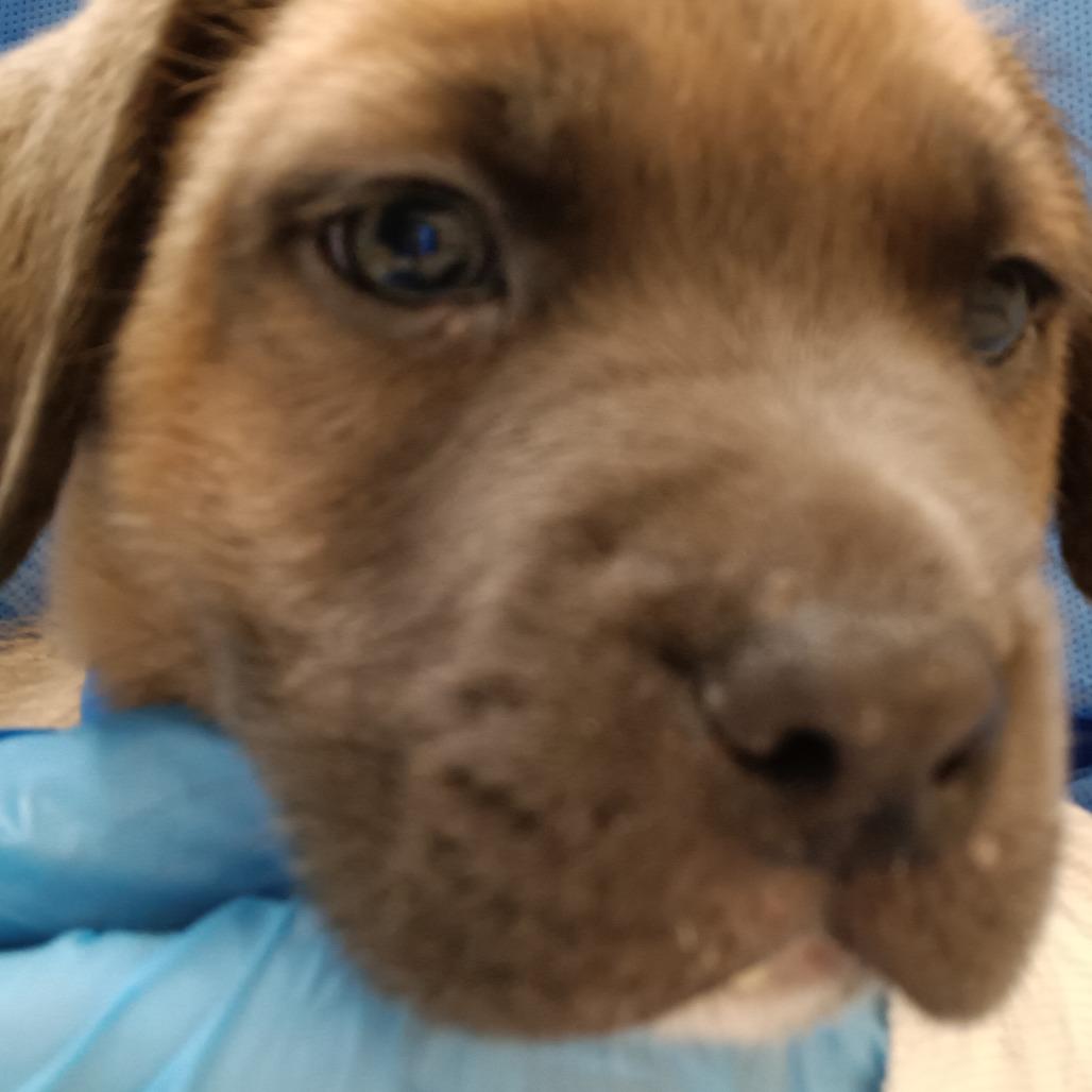 NY Varrick (Foster in Patterson NY), a Adoptable mixed breed in Patterson, NY image 2/6