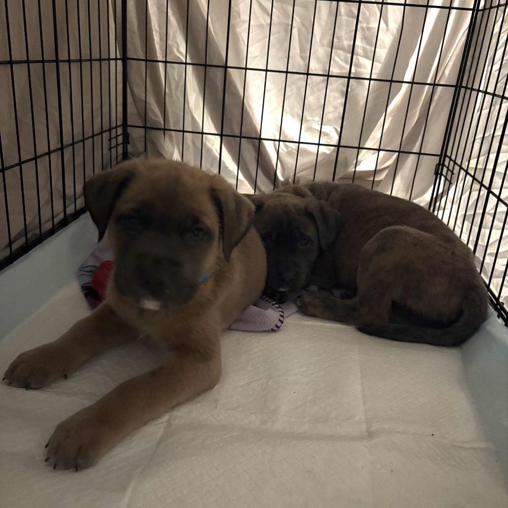 NY Varrick (Foster in Patterson NY), a Adoptable mixed breed in Patterson, NY image 4/6