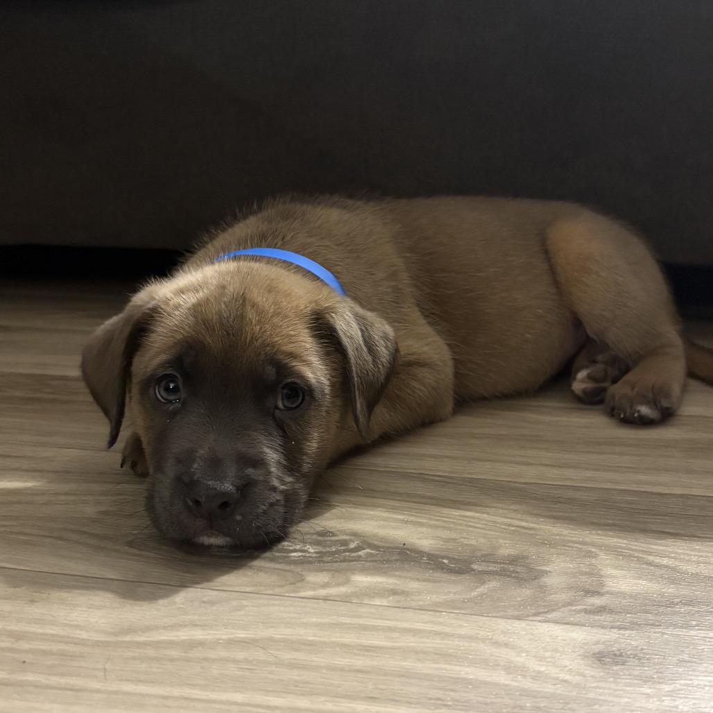 NY Varrick (Foster in Patterson NY), a Adoptable mixed breed in Patterson, NY image 5/6