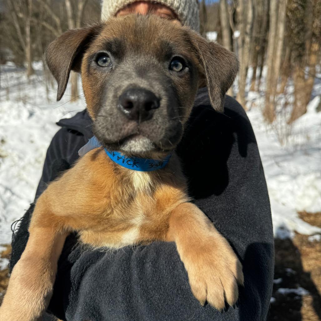 NY Varrick (Foster in Patterson NY), a Adoptable mixed breed in Patterson, NY image 6/6
