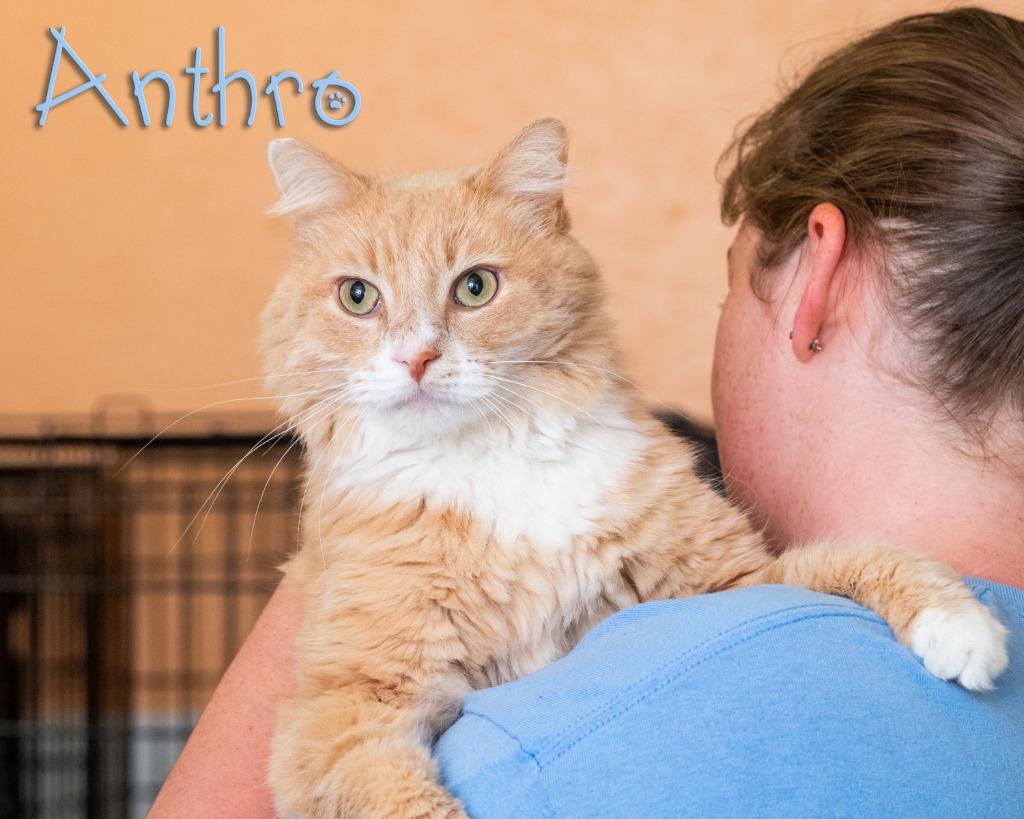 Enlarge Anthro, an adopted Domestic Medium Hair in Somerset, PA image 1/1