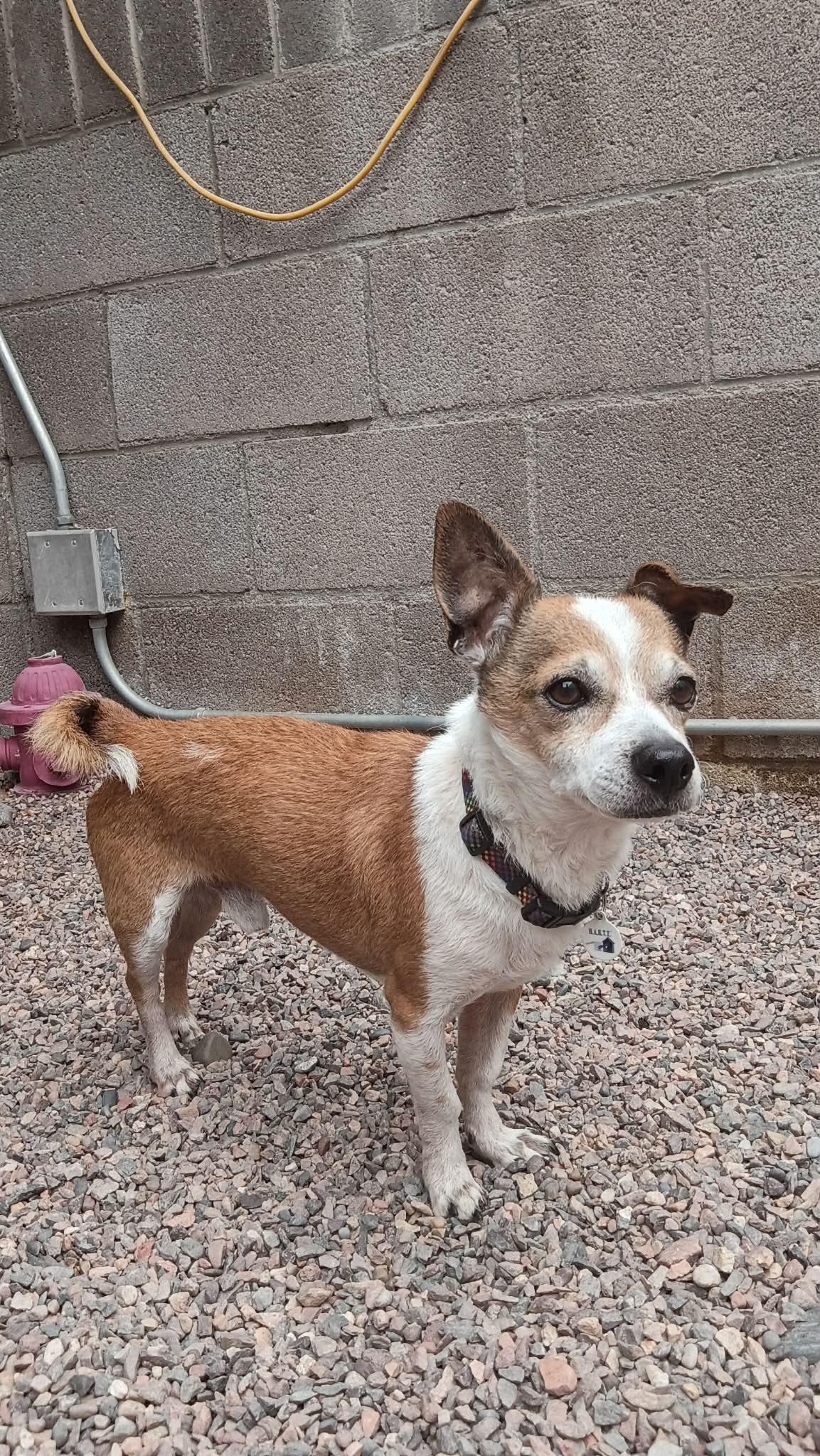 Enlarge Weezer, a ADOPTABLE Chihuahua in Phoenix, AZ image 4/6