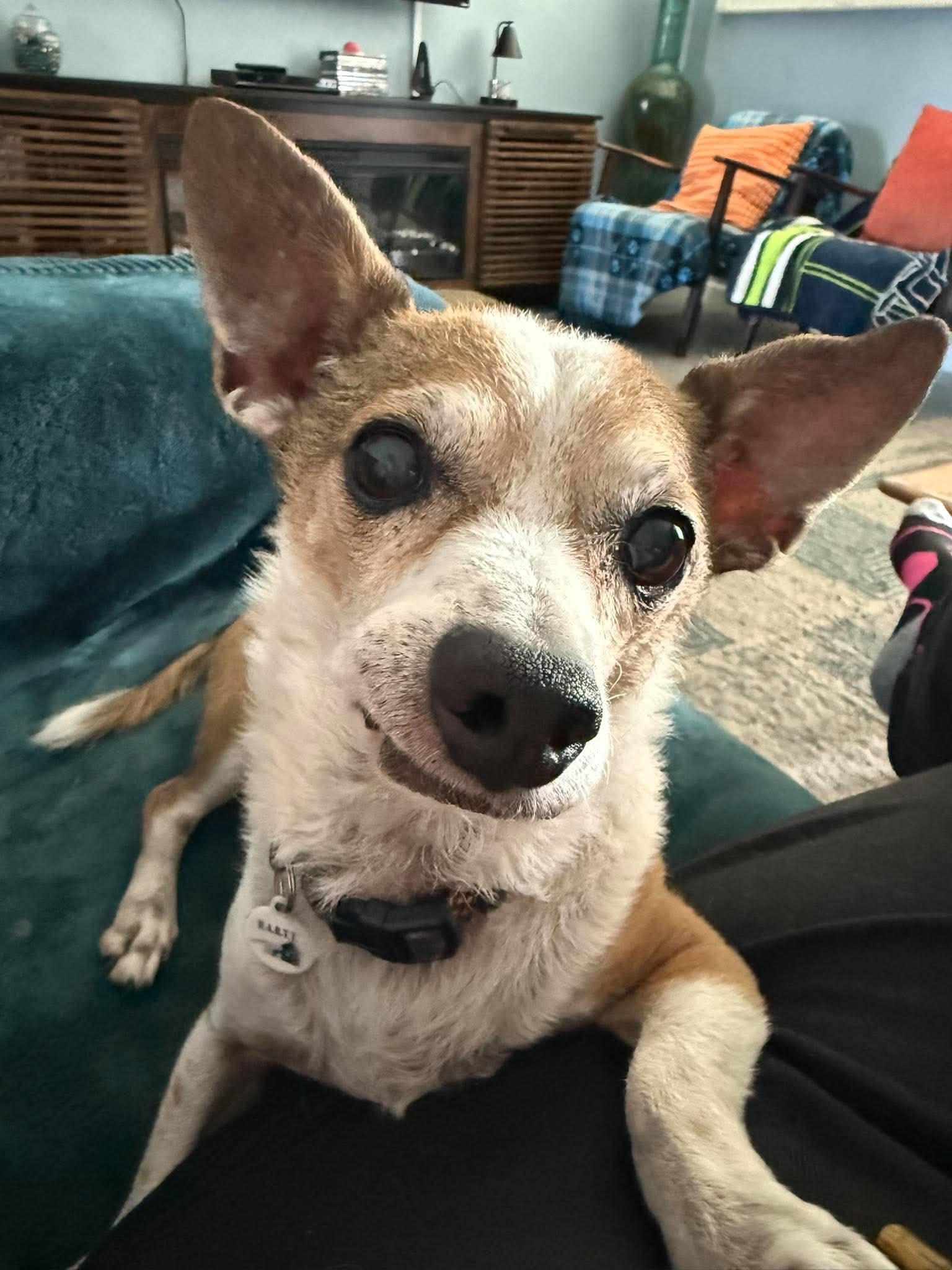 Enlarge Weezer, a ADOPTABLE Chihuahua in Phoenix, AZ image 1/6