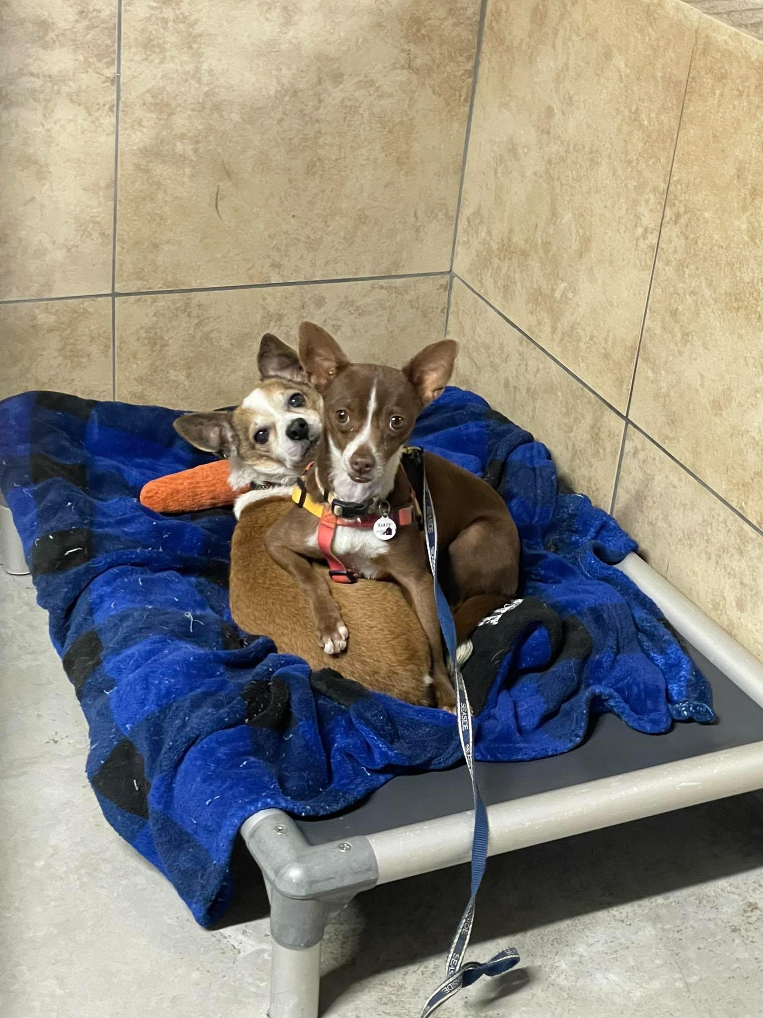 Enlarge Weezer, a ADOPTABLE Chihuahua in Phoenix, AZ image 5/6