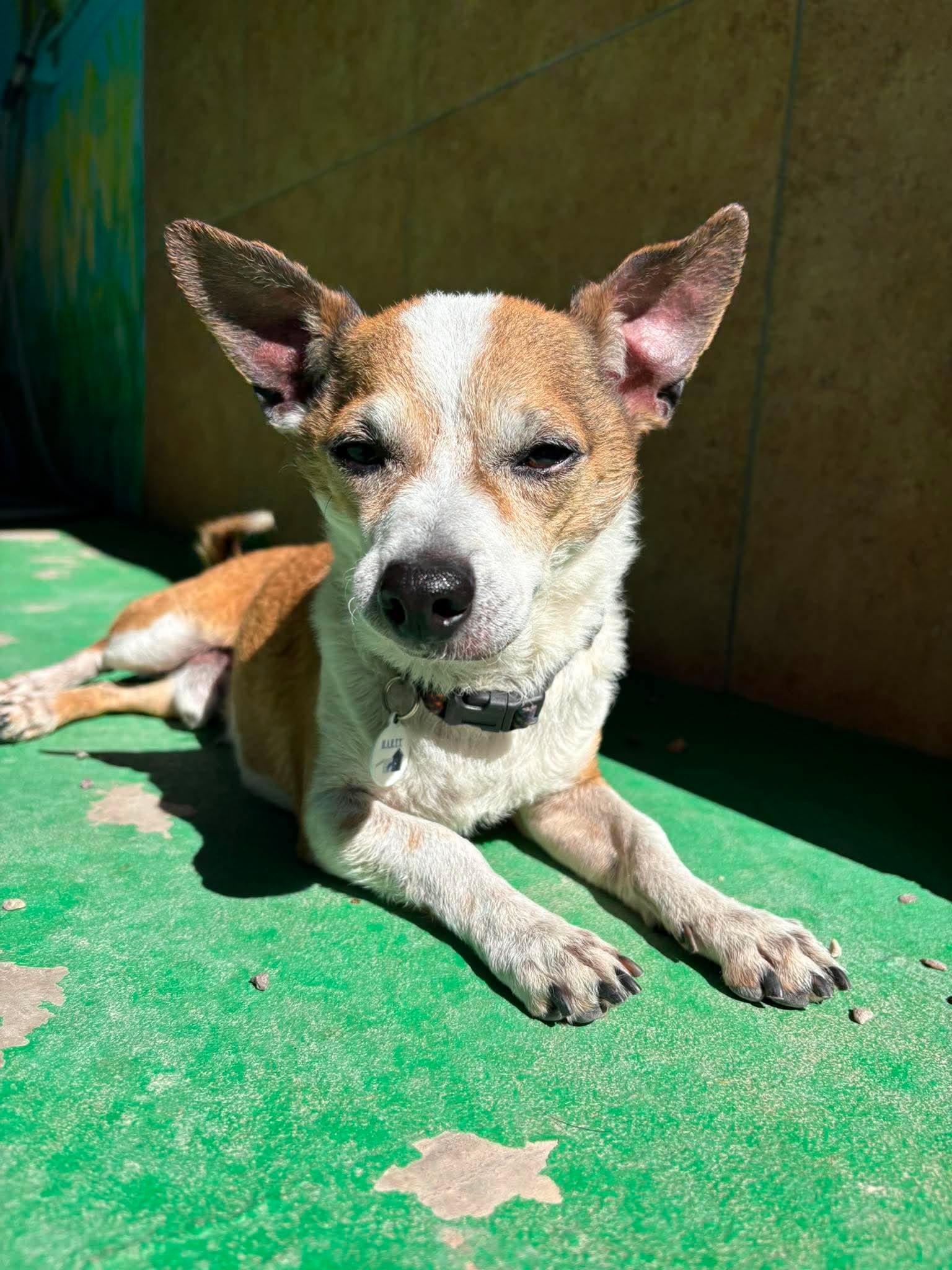 Enlarge Weezer, a ADOPTABLE Chihuahua in Phoenix, AZ image 2/6