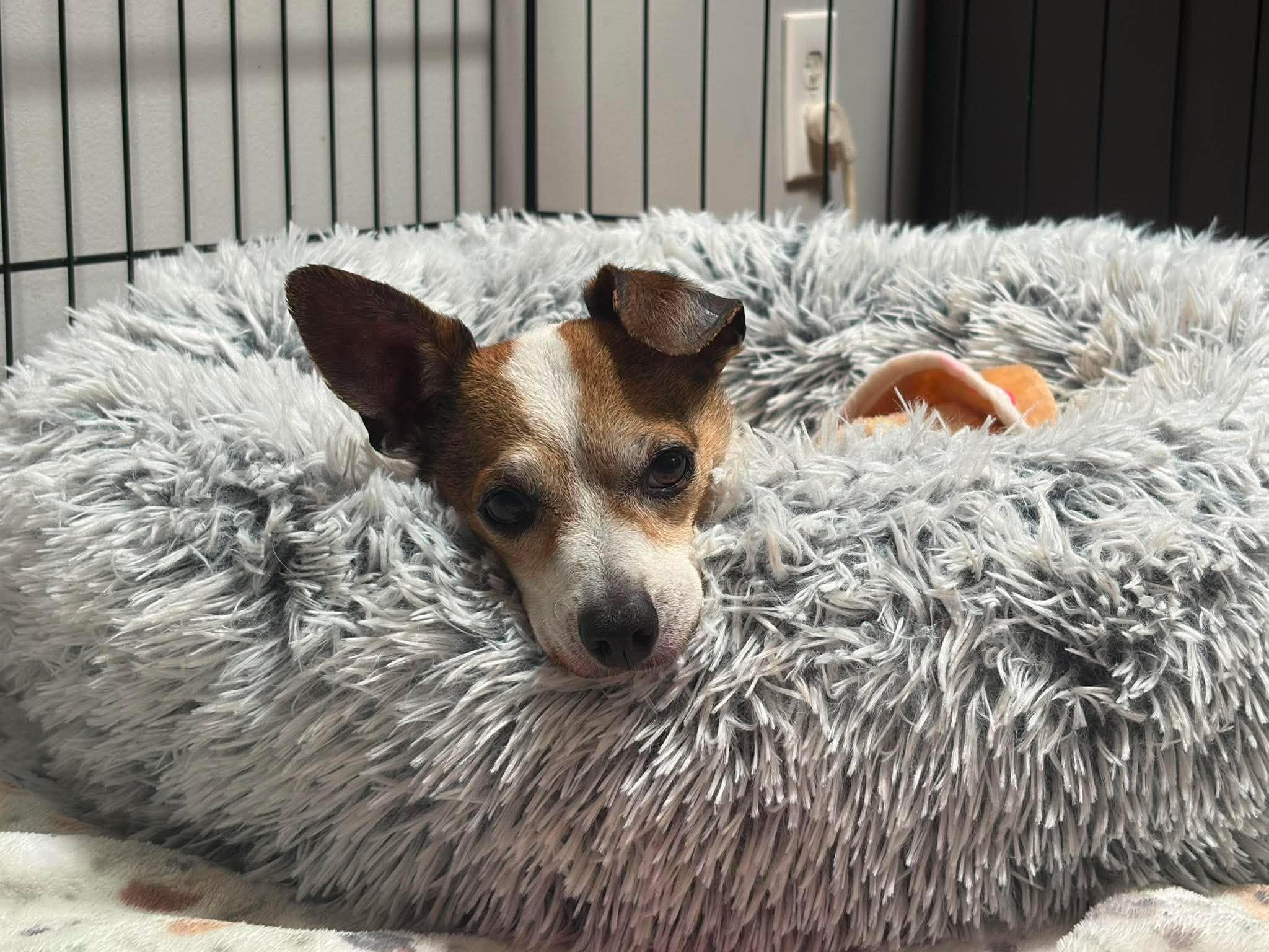 Weezer, ADOPTABLE, Senior Male Chihuahua.
