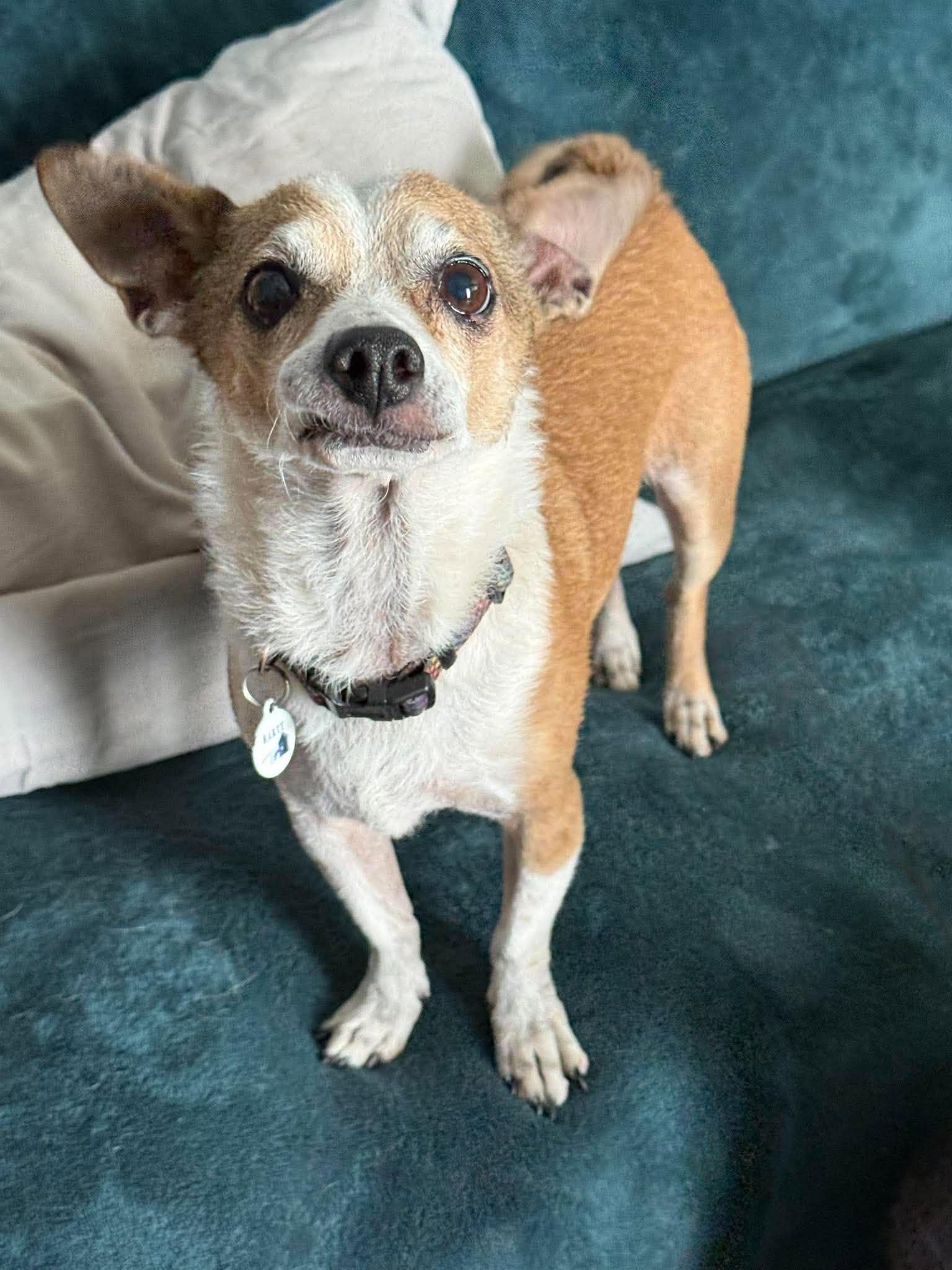 Enlarge Weezer, a ADOPTABLE Chihuahua in Phoenix, AZ image 2/6